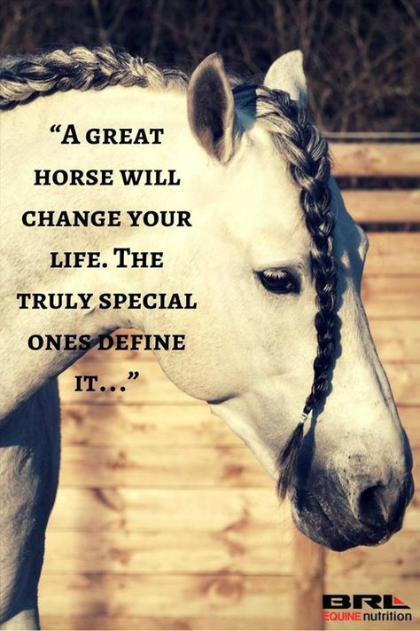 Beautiful braiding Equine Quotes, Quotes For Tattoos, Horse Meme, Inspirational Horse Quotes, Horse Riding Quotes, Equestrian Quotes, Walpapers Cute, Racing Quotes, Riding Quotes