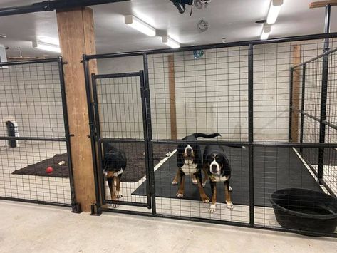 Dog Room Design, Dog Breeding Kennels, Outdoor Dog Area, Dog Boarding Ideas, Diy Dog Gate, Dog Backyard, Dog Boarding Facility, Dog Boarding Kennels, Dog Kennel Designs