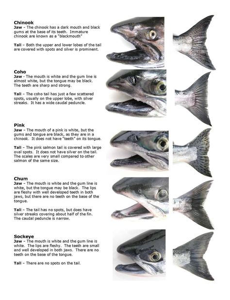 Salmon Species, Fish Chart, Pacific Salmon, Alaska Salmon, Fish Artwork, Pike Fishing, Fishing Techniques, Salmon Fishing, Fishing Guide