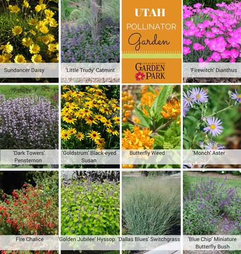 Free landscape plan for Intermountain West gardens to attract pollinators. Utah Plants Front Yards, Utah Front Yard Landscaping, Utah Garden Landscaping, Utah Xeriscape Landscaping, Utah Landscape Ideas Front Yards, Xeriscape Design Plans, Utah Landscape Ideas, Native Plant Landscaping Midwest, Northern California Native Plants Landscaping