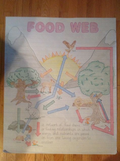 Food Web Anchor Chart Food Web Poster Project, Food Web Drawing, Food Web Project, Food Webs Projects, Science Drawing, High School Project, Food Web Design, Science Anchor Charts, Chart Tool