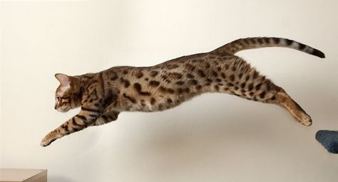 Jumping Bengal Cat free on Creative Commons license http://www.freeimages.com/photo/jumping-bengal-cat-1625009 (CC) Charcoal Bengal, Siamese Cats Facts, Fun Facts About Cats, Cat Anatomy, Bengal Kitten, Cat Reference, Cat Stock, Cat Hacks, Cat Pose