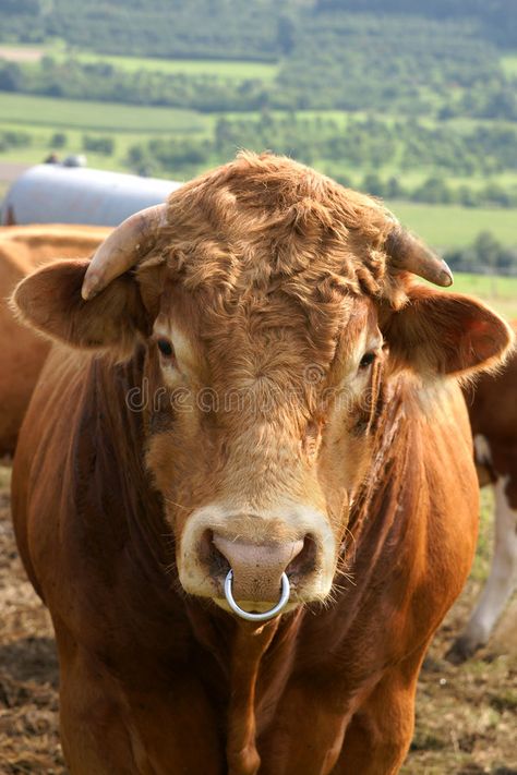 Friendly bull. With a nose ring in rural farmland #Sponsored , #Affiliate, #PAID, #bull, #farmland, #rural, #Friendly Bull Ring Piercing, Bull Nose Piercing, Cow Nose Ring, Bull Nose Ring, Cow Nose, Bull Pictures, Cows Mooing, Animal Noses, Nature Projects