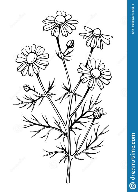 Daisy Line Drawing, Drawing Daisy, Flower Line Art, Chamomile Flower, Line Art Drawing, Chamomile Flowers, Wood Slices, Line Art Drawings, Lotus Flower Tattoo