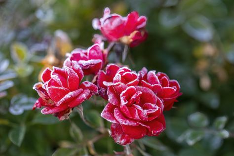 How To Winterize Rose Bushes Types Of Rose Bushes, Alan Titchmarsh, Pruning Roses, Door Weather Stripping, Start Of Winter, Rose Bushes, Rose Care, Types Of Roses, Winter Rose