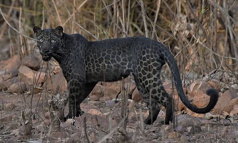 Rare BLACK leopard is spotted drinking from a pond at Indian reserve Leopard Pictures, Image Nature, Unusual Animals, Rare Animals, Majestic Animals, Leopard Spots, Black Animals, Black Leopard, Leopards