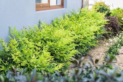 Nandina Plant, Lemon Lime Nandina, Nandina Domestica, Front Yard Plants, Front Flower Beds, Southern Living Plants, Evergreen Plants, Free Plants, Foliage Plants