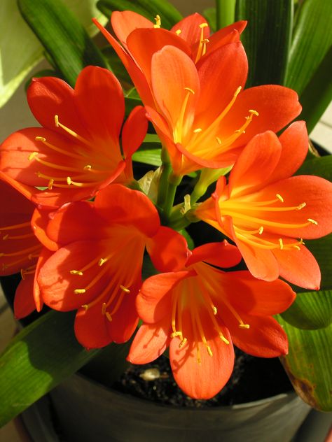 Clivia Miniata, Plants, Flowers, Quick Saves, Bonito