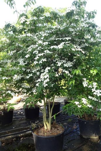 Cornus kousa 'Chinensis' (Medium) - Ruud van den Berk Steep Gardens, Kousa Dogwood, Small Trees For Garden, Cornus Kousa, Purple Foliage, Trees For Front Yard, Backyard Trees, Red And Purple, Flowers Red