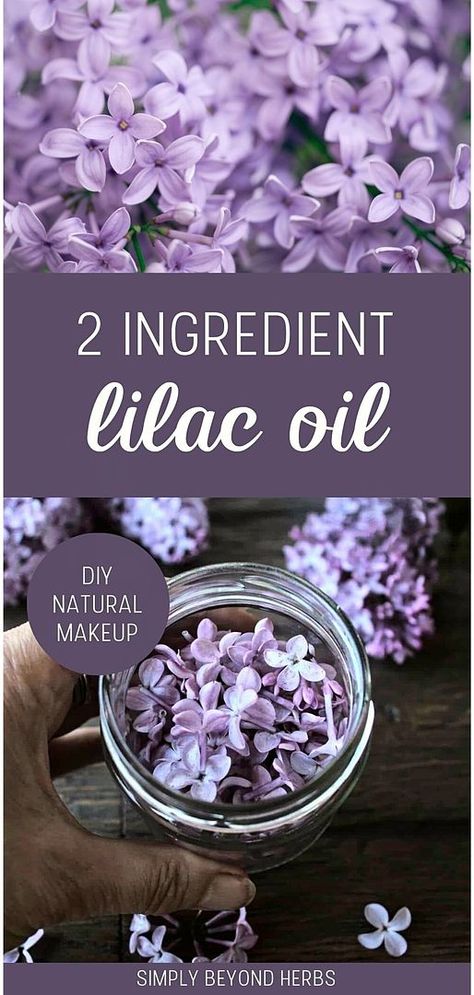 Master the art of creating 2 Ingredient Lilac Oil with our DIY Natural Makeup Recipes & Homemade Makeup. This straightforward recipe yields a fragrant, medicinal oil, ideal for enhancing homemade cosmetics. A great addition to your collection of DIY beauty and natural skin care solutions. Discover more homemade skin care and herbalism recipes at simplybeyondherbs.com. Lilac Soap Recipe, Lilac Essential Oil Diy, Lilac Lotion Diy, Lilac Oil Diy, Lilac Perfume Diy, Lilac Salve Recipe, Nature Diy Projects, Herbal Salves Recipes, Lilac Tincture