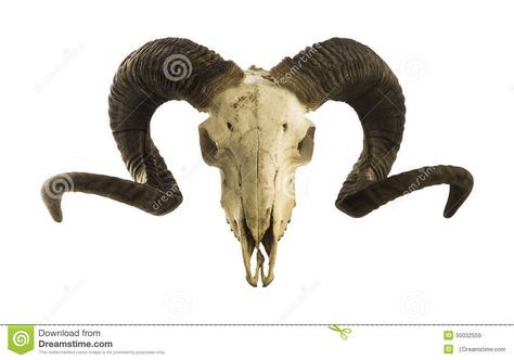 Skull Side View, Sheep Skull, Frida Kahlo Portraits, Goat Skull, Skull Reference, Ram Skull, Mushroom Tattoos, Cow Horns, Skull Mask