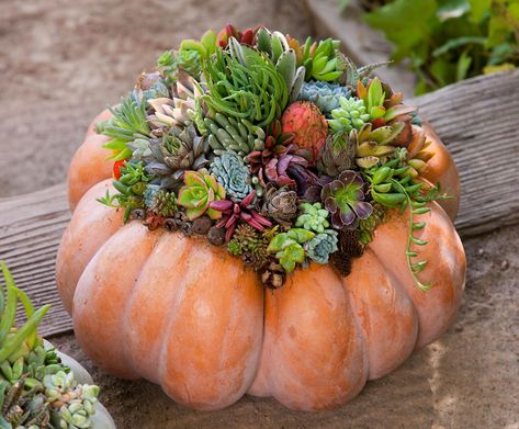 Use these simple step-by-step instructions for creating a fall pumpkin succulent planter centerpiece to decorate your dining room table all season. Planter Centerpiece, Succulent Pumpkin, Planting Pumpkins, Pumpkin Planter, Succulent Centerpieces, Colorful Succulents, Succulent Gifts, Pumpkin Centerpieces, Have Inspiration