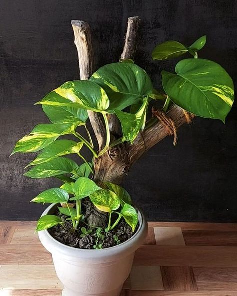 Indoor House Plants Decor Ideas, Pothos Ideas, Plant Care Houseplant, Garden Plant Pots, Golden Pothos, Inside Plants, Pothos Plant, Growing Plants Indoors, Plant Decor Indoor