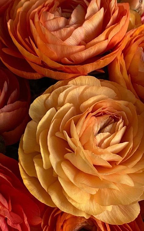 Lord Sri Krishna, Ancestral Healing, Good Day Sunshine, Sri Krishna, Orange Aesthetic, Ranunculus, Flowers Nature, Flower Wallpaper, Flowers Photography