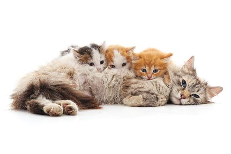 A mom cat with baby kittens. Mom Cat With Kittens, Mom And Kittens, Cat With Kittens Mother, Mom Cat, Mom Cat And Kitten, Gato Munchkin, Large Cat Breeds, Cute Kitten Gif, Beautiful Kittens