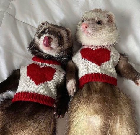 parisian and fashion mood on Instagram: “#beigeaddiction” Ferrets In Love, Matching Wallpaper, Your Crush, Ferret, In Love, Red, On Instagram, Instagram