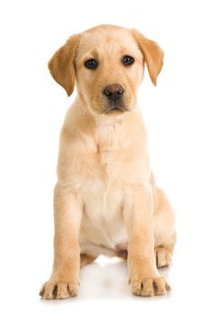 Labrador puppy isolated on white background #labradorretriever Yellow Labrador Puppy, Yellow Lab Puppies, Labrador Funny, Labrador Retriever Puppies, Yellow Labrador, Lab Puppies, Flash Card, Labrador Puppy, Labrador Dog