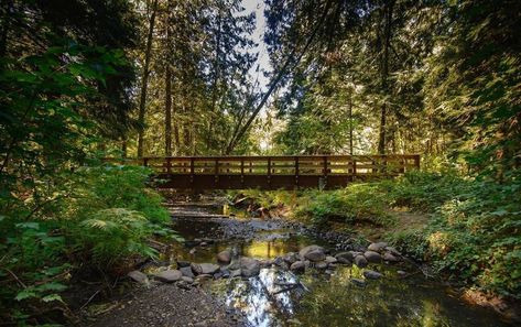 Sandy Oregon, Trail Hiking, Cedar Creek, Cedar Trees, Dusk To Dawn, Hiking Trail, West End, National Forest, Garden Bridge