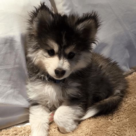 Pomsky Puppies, Airedale Terrier, Puppy Care, Cute Dogs And Puppies, Puppy Pictures, Pet Puppy, Baby Dogs, Adorable Animals