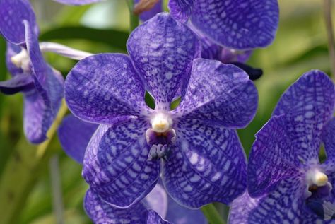 Are Blue Orchids Real? Yes and No... Here's Why - Brilliant Orchids Expensive Flowers, Vanda Orchids, Types Of Orchids, Garden Of Earthly Delights, Blue Pigment, Alphabet A, The Orchid, Floral Baskets, Blue Orchids