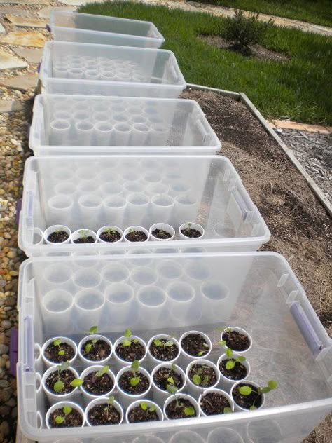 Inexpensive Mini Greenhouses - good idea! Great for starting seedlings! Serre Diy, درج السلم, Starting Seeds, Greenhouse Plans, Mini Greenhouse, Diy Greenhouse, Garden Greenhouse, Paper Rolls, Garden Bed