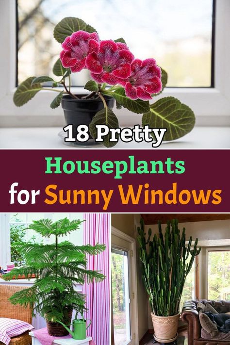 Direct Sunlight Plants Indoor, Bay Window With Plants, Geraniums Indoors, Plants For Full Sun, Growing Geraniums, Growing Hibiscus, Plant Storage, Full Sun Flowers, Popular House Plants