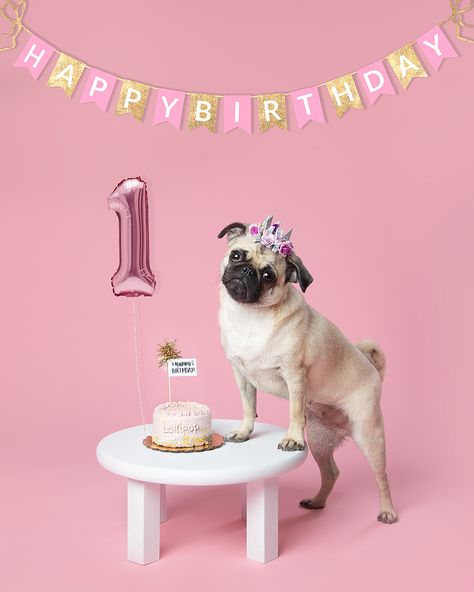 Fawn Pug 1st Birthday Party with balloon, cake and flower crown Dog 1st Birthday Photoshoot Ideas, Dog Cake 1st Birthday, Pet Birthday Photoshoot Ideas, Dog's Birthday Party, Diy Dog Birthday Photoshoot Ideas, Dogs Birthday Photoshoot Ideas, Dog Bday Ideas, Dogs 1st Birthday Photoshoot, Puppy 1st Birthday Photo Shoot