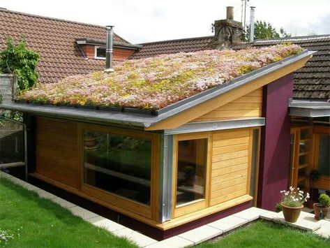 Green roof - on our workshop maybe? Sedum Roof Extension, Live Roof, Eco Roof, Living Green Roof, Green Roof Garden, Sedum Roof, Green Roof System, Grass Roof, Roofing Options