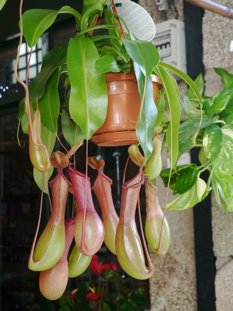 Hanging Plant Pitcher plant Hanging Pitcher Plant, Best Hanging Plants Indoor, Pitcher Plant Care, Plant Games, Hanging Plants Indoor, Inside Plants, Indoor Plant Care, Pitcher Plant, Beautiful Fruits