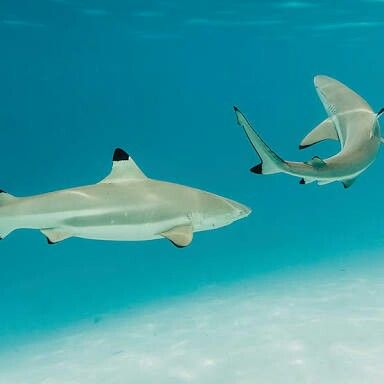 Carcharhinus melanopterus - Black Tip Reef Shark Shark Pics, Black Tip Reef Shark, Black Tip Shark, Types Of Sharks, Shark Photos, Reef Shark, Aquatic Animals, Creature Feature, Shark Week