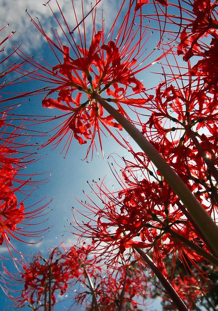 Lycoris Radiata, Spider Lilies, Lily Wallpaper, Red Spider Lily, Spider Lily, Red Spider, Plant Fungus, Aesthetic Colors, Lily Flower