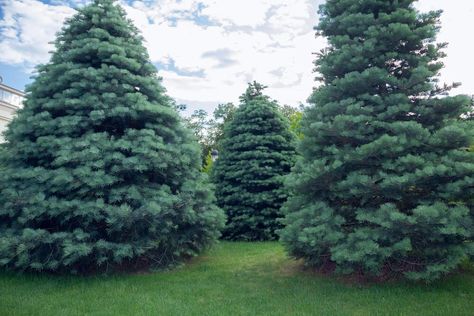 Japanese Lilac Tree, Types Of Pine Trees, Lilacs Flowers, Christmas Tree Care, Blue Spruce Tree, Garden Peonies, Colorado Blue Spruce, White Fir, Types Of Christmas Trees