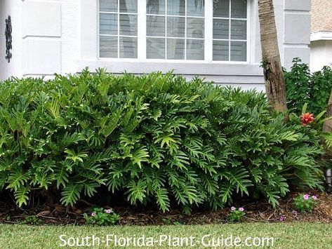 Xanadu philodendron growing as a foundation plant Xanadu Philodendron, Philodendron Xanadu, Woodland Landscape, Florida Landscape, Florida Landscaping, Florida Plants, Florida Gardening, Best Perennials, Front Landscaping