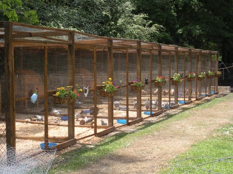 BackYard Chickens Chicken Grow Out Pen Ideas, Double Chicken Coop, Grow Out Chicken Pen, Multiple Chicken Pens, Chicken Coop Breeding Pens, Chicken Pens Ideas, Grow Out Pens For Chicks, Breeding Pens For Chickens, Chicken Grow Out Pen