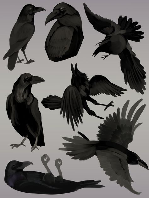 Omg, they are so cool Raven Anatomy Drawing, Anime Raven Bird, Raven Drawing Reference, Raven Anatomy, Crow Drawing Sketch, Raven Reference, Raven Animal, Raven Drawing, Crow Drawing