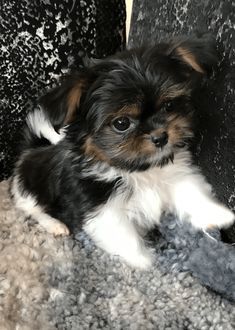 Miki Dog, Cute Tiny Dogs, Small Cute Puppies, Yorkie Puppies For Adoption, Cute Puppies For Sale, Morkie Puppies For Sale, Pet Center, Vet Life, Mixed Breed Puppies