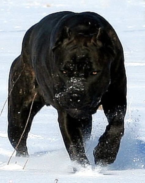 Cane corso, Italian mastiff He looks like a Black Panther!! Cane Corso Italian Mastiff, Cane Corsos, Regnul Animal, Cane Corso Dog, Corso Dog, Tibetan Mastiff, English Mastiff, Airedale Terrier, Silhouette Portrait