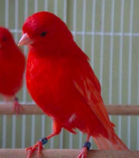 Bird and Parrot classifieds. Browse through available canaries for sale by aviaries, breeders and bird rescues. Canaries Bird Pets, Bird Breeds, Pet Bird Cage, Birds For Sale, Canary Birds, 29 Days, Finches, Nature Birds, Pet Bird