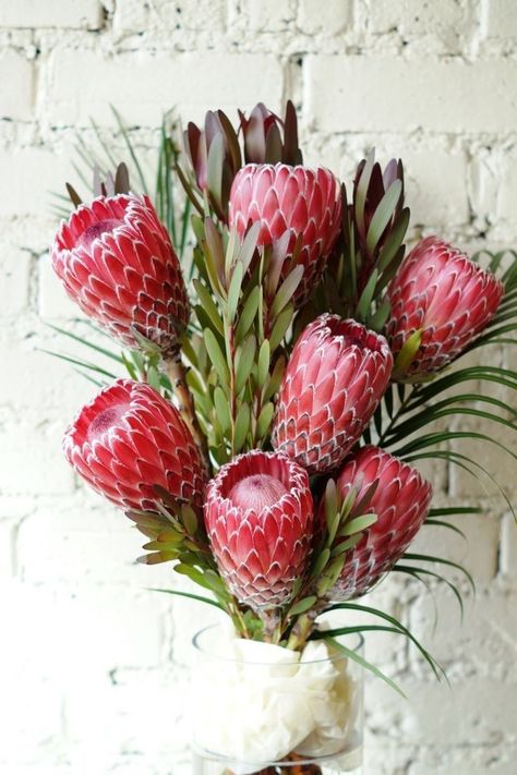 Protea Wedding, Safari Sunset, Protea Art, Protea Flower, Australian Flowers, Australian Native Flowers, Australian Native Plants, Unusual Flowers, Native Garden