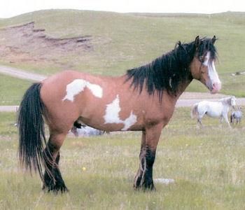 The Nokota Horse is a feral and semi-feral horse breed located in the badlands of southwestern North Dakota in the United States. The breed developed in the 19th century from foundation bloodstock consisting of ranch-bred horses produced from the horses of local Native Americans mixed with Spanish horses, Thoroughbreds, harness horses and related breeds. Almost wiped out during the early 1900s, a fe bands survive now in theTheodore Roosevelt National Park. Nakota Horse, Nokota Horse, Angel Horse, Wild Mustangs, Most Beautiful Animals, All The Pretty Horses, Horse Crazy, Wild Horse, Horse Coloring