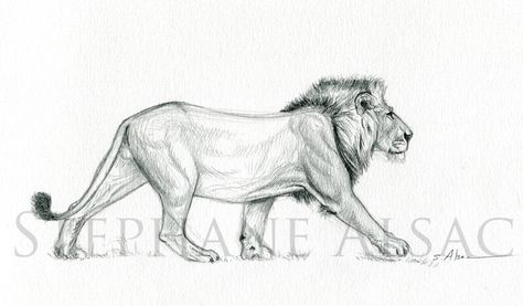 potential lion Full Body Lion Drawing, Prowling Lion Tattoo, Lion Walking Drawing, Walking Lion Tattoo, Lion Walking Tattoo, Lion Drawings, Walking Lion, Lion Walking, Geometric Lion Tattoo