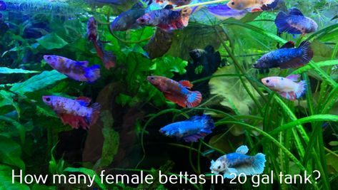 Unlike male betta fish, the females can coexist in the same tank. A sorority tank with maximum comfort and foliage will provide a great place for their Betta Fish Sorority Tank, Female Betta Tank, Betta Sorority Tank Ideas, Sorority Tank Betta, Female Betta Fish Sorority, Beta Sorority Fish Tank, Betta Community Tank, Betta Sorority Tanks, Betta Sorority