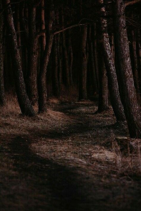 Very Dark Brown Aesthetic, Dark Brown Forest Aesthetic, Brown Woods Aesthetic, Brown Forest Aesthetic, Deep Brown Aesthetic, Dark Brown Aesthetic, Brown Eyes Aesthetic, Brown Forest, Forest Brown