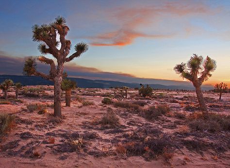 Antelope Valley, Desert Aesthetic, Nevada Desert, Desert Life, Desert Vibes, Argentina Travel, Fallout New Vegas, Mojave Desert, Southwest Desert