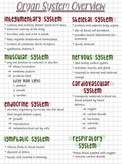 Lemon8 · Best Apps For Studying Anatomy and Physiology 🫀 · @Schiann_ Studying For Anatomy And Physiology, Special Senses Anatomy Physiology, Skin Notes Anatomy, Best Way To Study Anatomy And Physiology, Study Tips For Anatomy And Physiology, College Anatomy And Physiology, Anatomy Physiology Notes, Anatomy Notes Studying, Human Anatomy And Physiology Notes