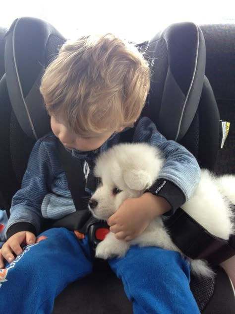 Zelda Got Scared On The Drive Home Ancient Dogs, Ancient Dog Breeds, Heartwarming Pictures, Samoyed Dogs, Dog Best Friend, Cute Puppy Pictures, Puppy Photos, Little Puppies, Puppy Pictures