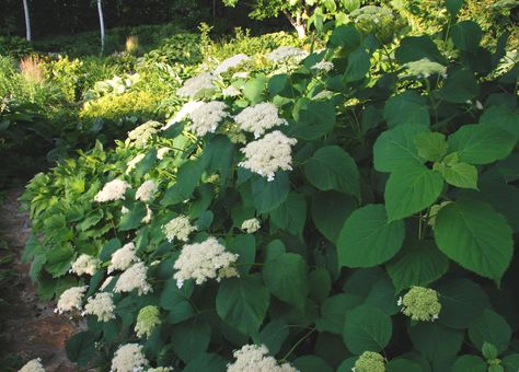 /\ /\ . Hydrangea arborescens 'White Dome' Hydrangea Shrub, Smooth Hydrangea, Hydrangea Arborescens, Hot House, Garden Diary, White Hydrangea, Shade Plants, Hydrangea, Soil