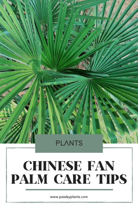 Your guests will want to know all about your beautiful Chinese Fan Palm when they see this stunning plant! Over at paisleyplants.com you have a complete care guide (along with its history and background!) to keep those conversations flowing as you grow and nurture it towards its full potential! Palm Plant Care, Livistona Chinensis, Chinese Fan Palm, Chinese Fan, Fan Palm, Plant Hacks, Inside Plants, Palm Plant, Palm Fronds