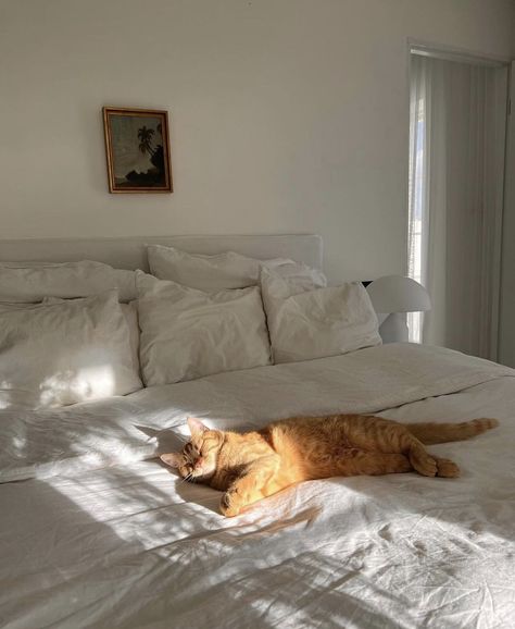 Cat Bedroom, Weekend Mood, Rest Up, Interiors Magazine, Orange Cats, Orange Tabby, Cat Aesthetic, Orange Cat, Dream Room