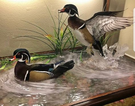 Wood Duck Mounts Ideas, Duck Taxidermy Mounts, Duck Mount Ideas, Duck Mounts Taxidermy, Wood Duck Mounts, Duck Taxidermy, Duck Hunting Decor, Deer Mount Decor, Duck Mounts